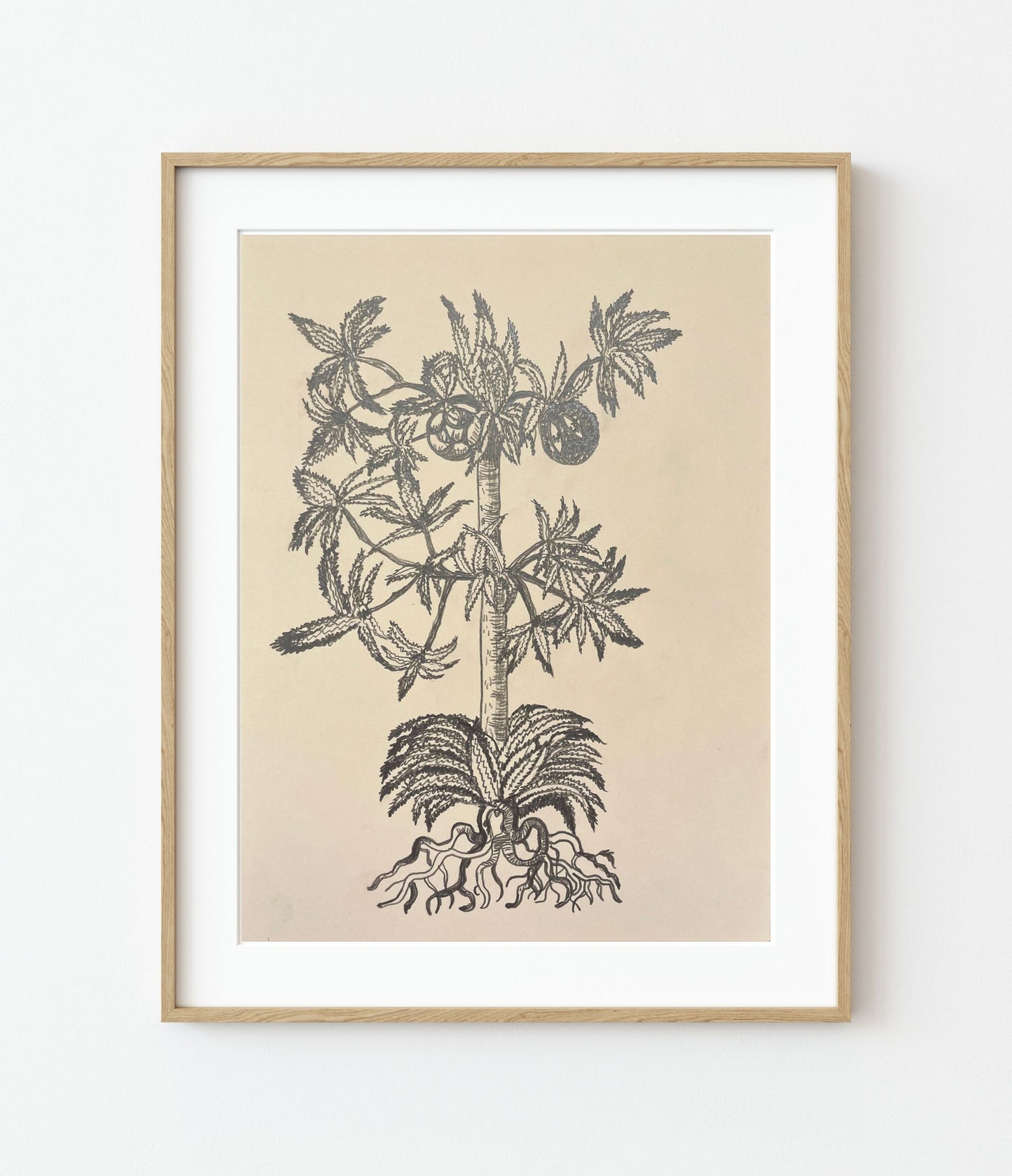 'Ananas Brauo' Fine Art Print