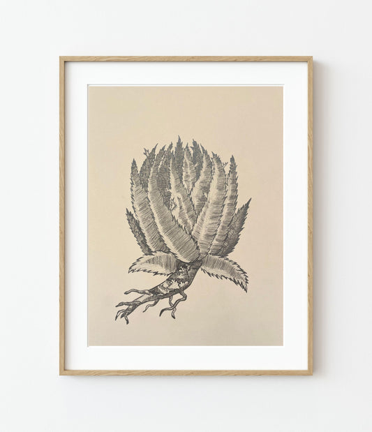 'Aziuar' Fine Art Print