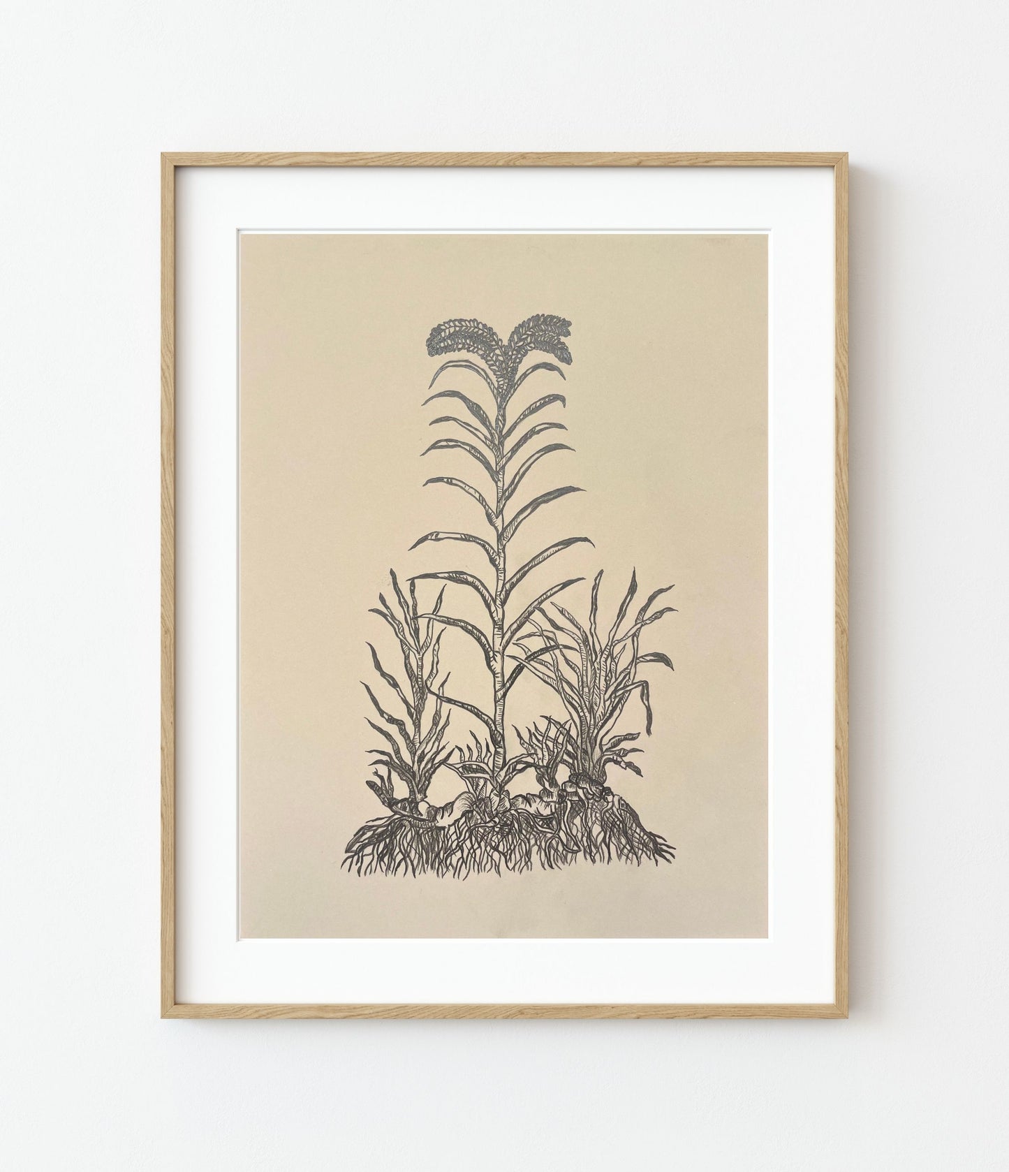 'Calamo Aromatico' Fine Art Print