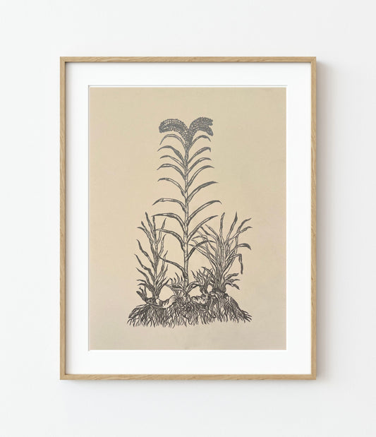 'Calamo Aromatico' Fine Art Print