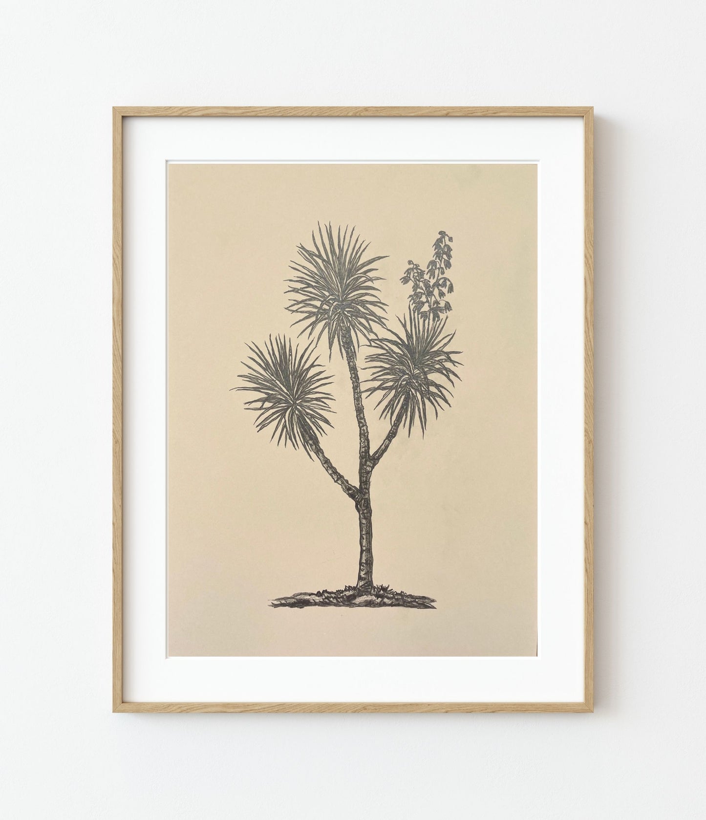 'Yucca Aloifolia' Fine Art Print